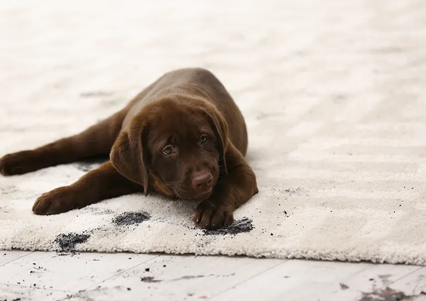 Carpet Stains & Pet Treatments