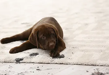 Carpet Stains & Pet Treatments